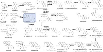 Cytochrome P450 Enzymes as Key Drivers of Alkaloid Chemical Diversification in Plants